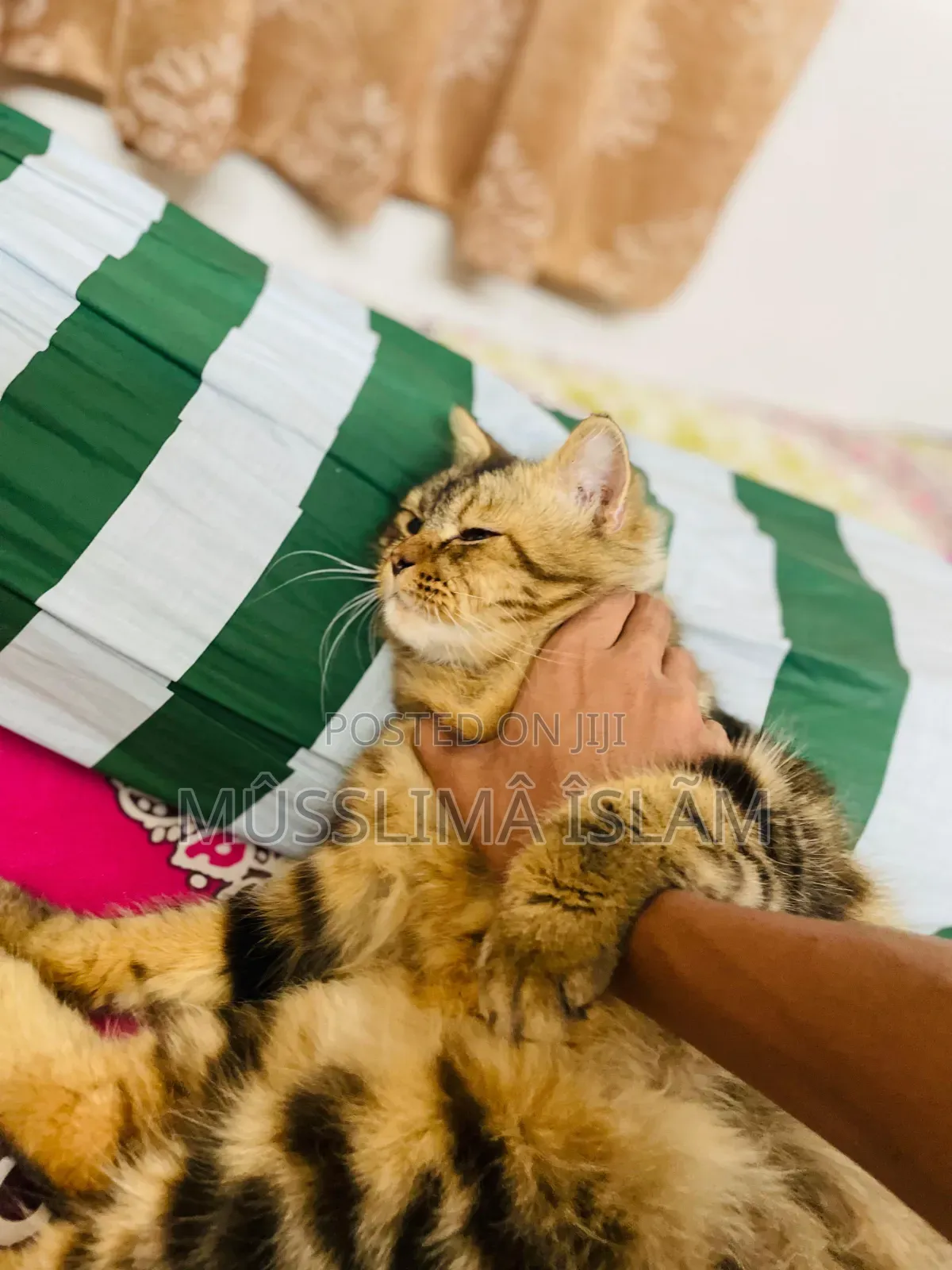 1+ Year Old Male Purebred Persian Cat