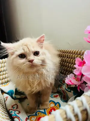 3-6 Months Female Purebred Persian