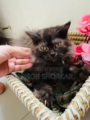 3-6 Months Female Purebred Persian