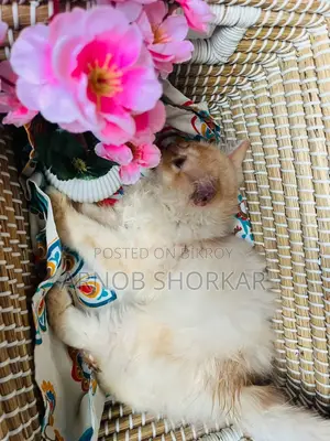 3-6 Months Female Purebred Persian