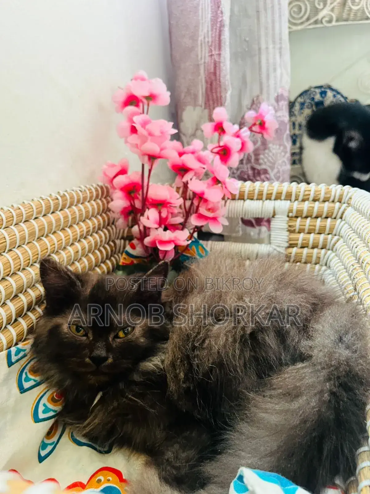 3-6 Months Female Purebred Persian