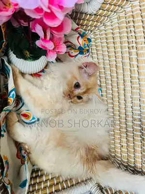 3-6 Months Female Purebred Persian