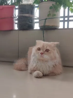 6-12 months Male Mixed Breed Persian