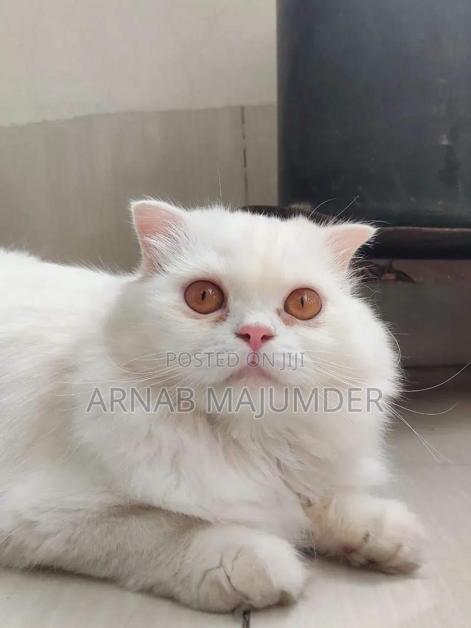 6-12 months Female Mixed Breed Persian
