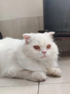 6-12 months Female Mixed Breed Persian