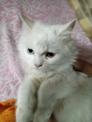 6-12 Months Female Purebred Persian