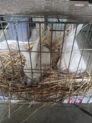 Rabbit for Sale