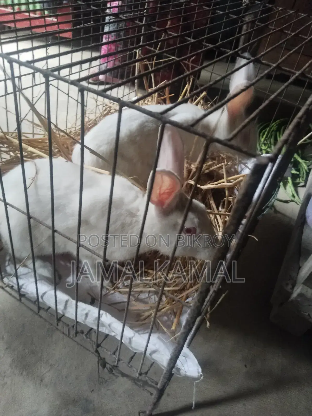 Rabbit for Sale