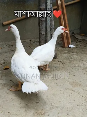 সাদা চিনা হাঁস নিউ ব্রিডার মেইল।