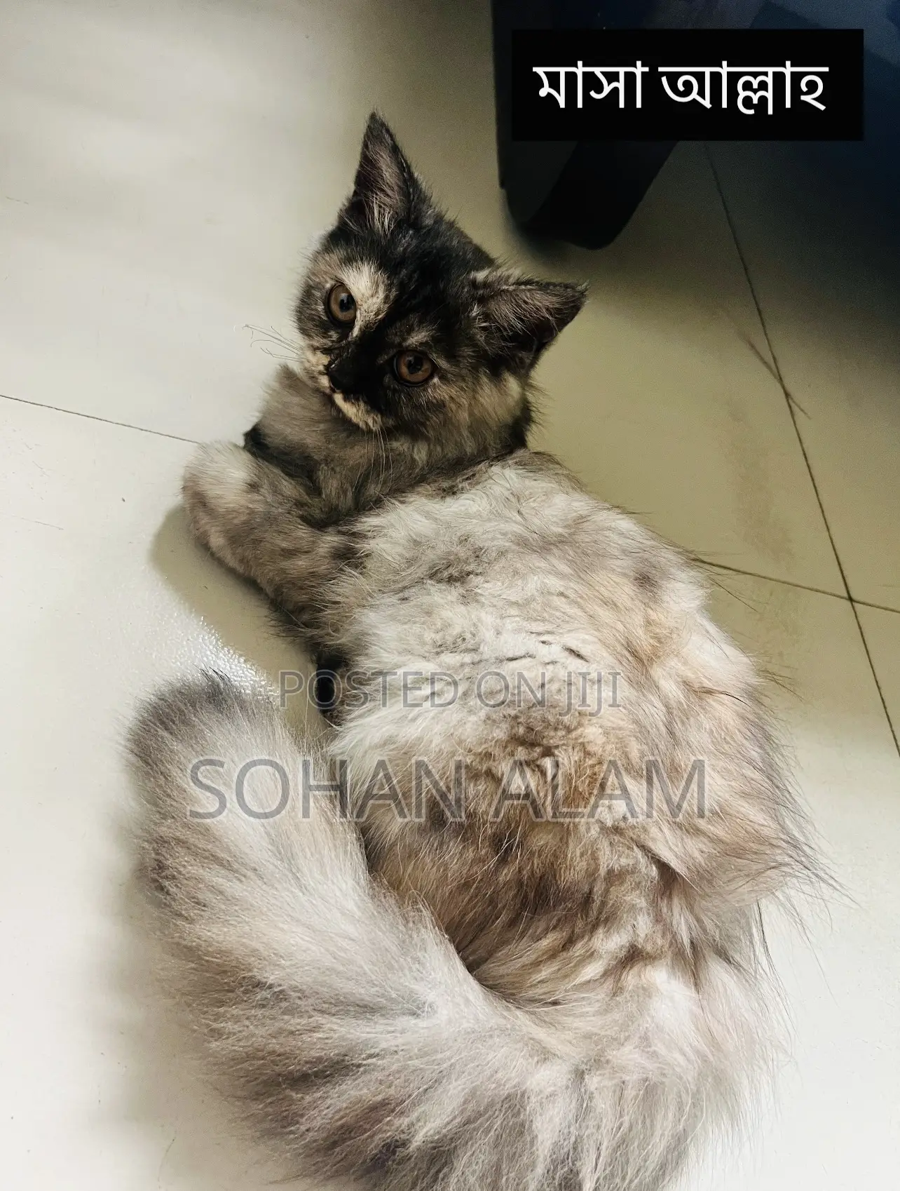 3-6 Months Female Purebred Persian