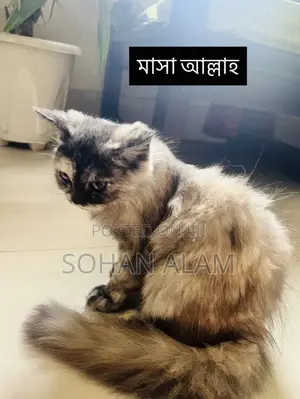 3-6 Months Female Purebred Persian