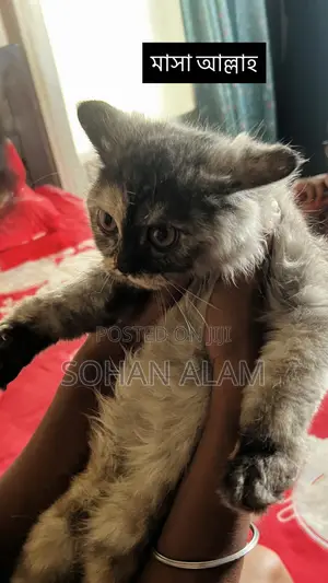 3-6 Months Female Purebred Persian