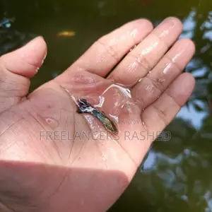 Various Fancy Mix Guppies, Betta or Fighter Fish, and Molly Fish Available