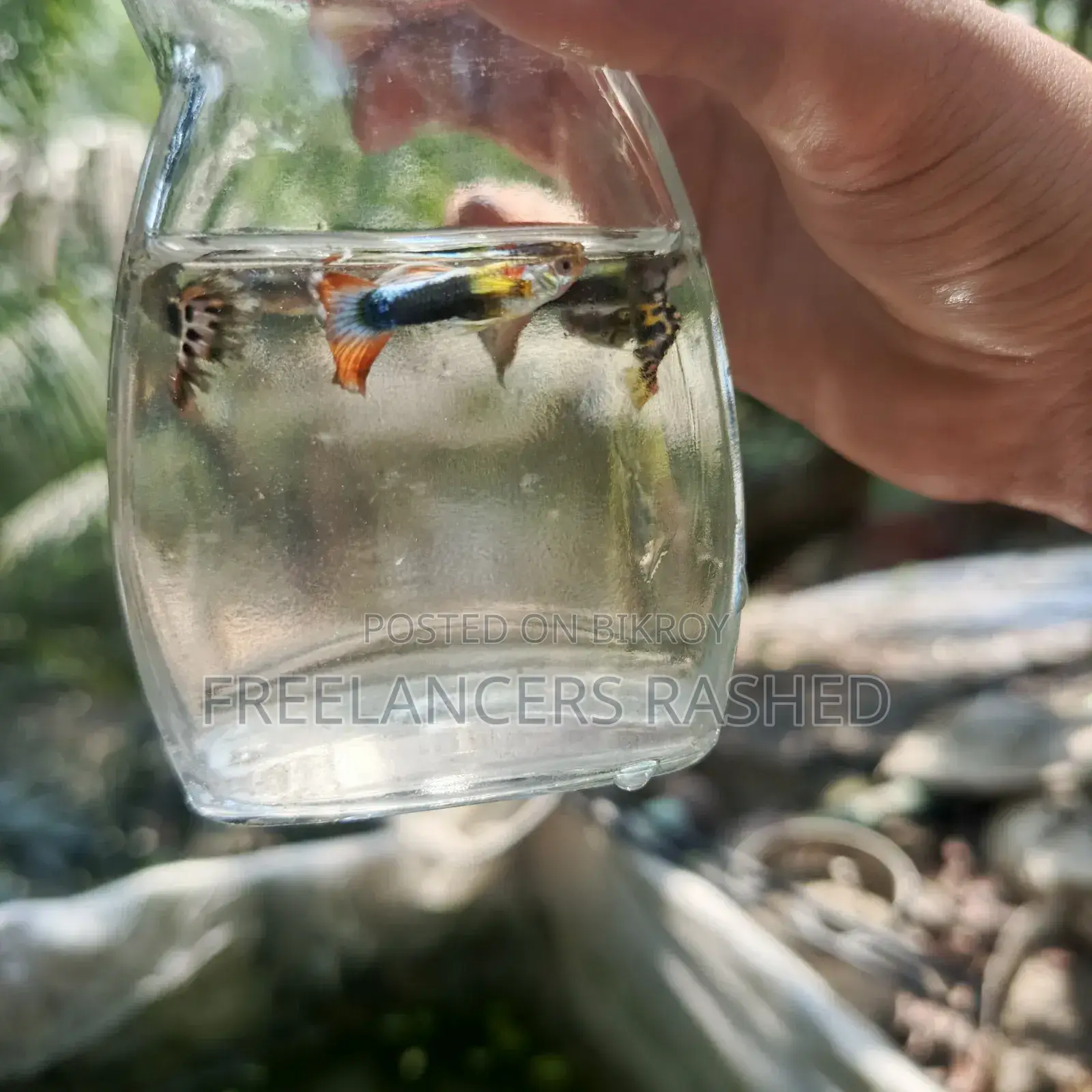 Various Fancy Mix Guppies, Betta or Fighter Fish, and Molly Fish Available