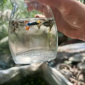 Various Fancy Mix Guppies, Betta or Fighter Fish, and Molly Fish Available