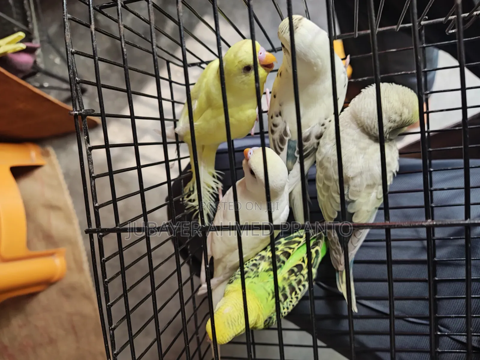 Budgerigar Bird