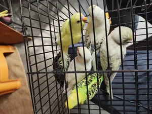 Budgerigar Bird