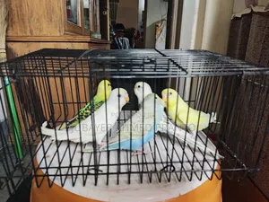 Budgerigar Bird