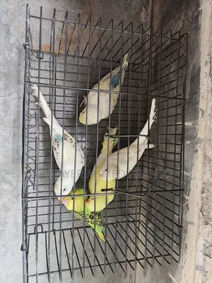 Budgerigar Bird