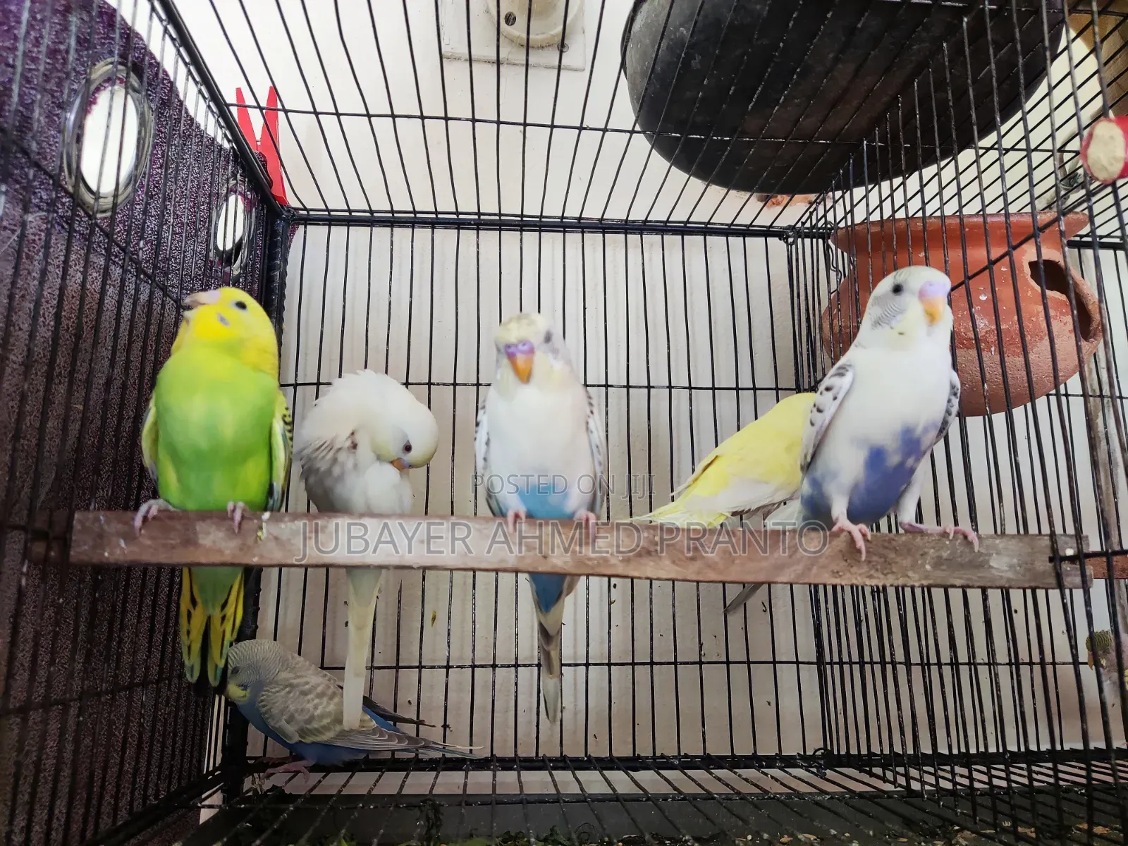 Budgerigar Bird