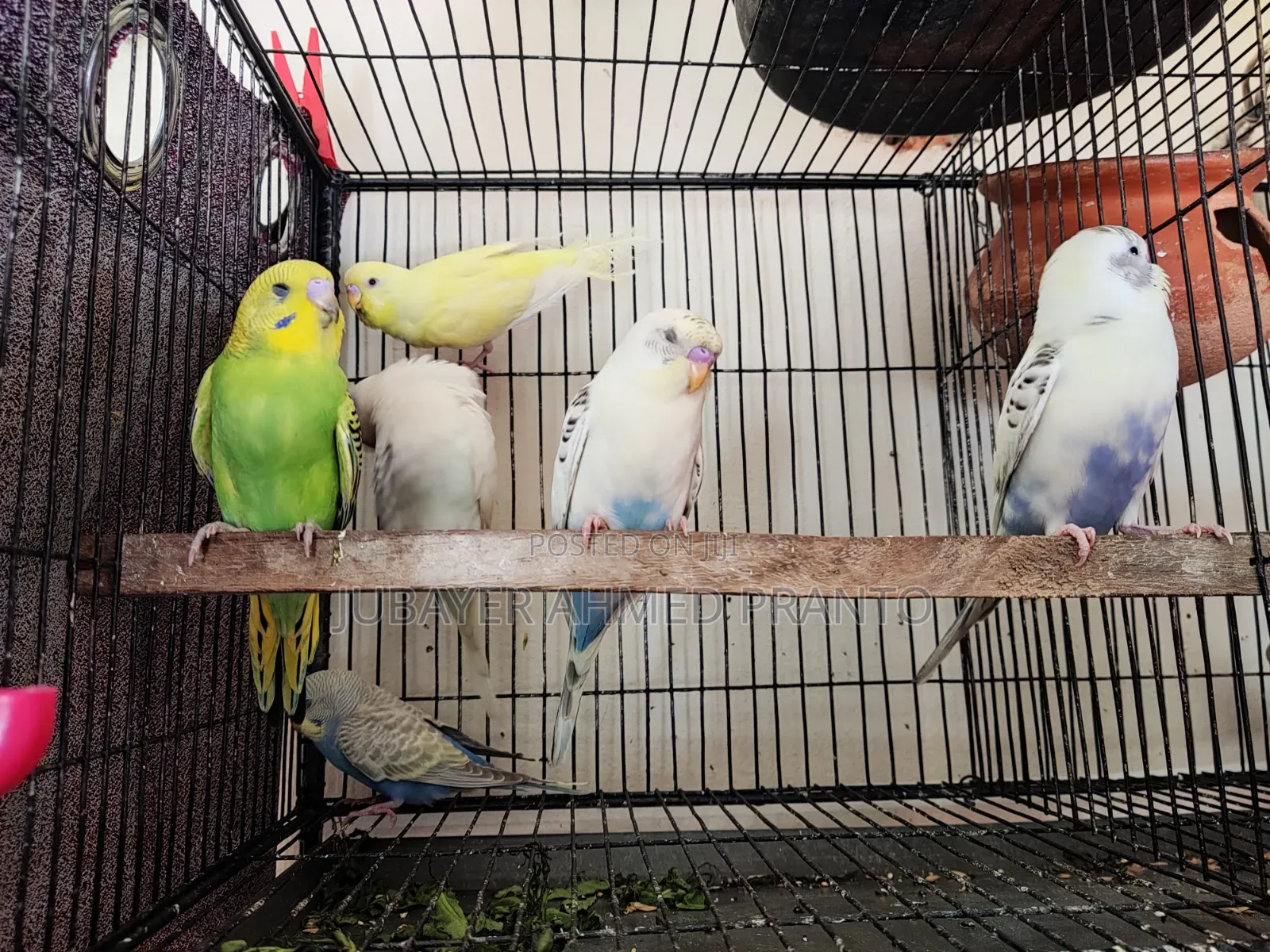 Budgerigar Bird
