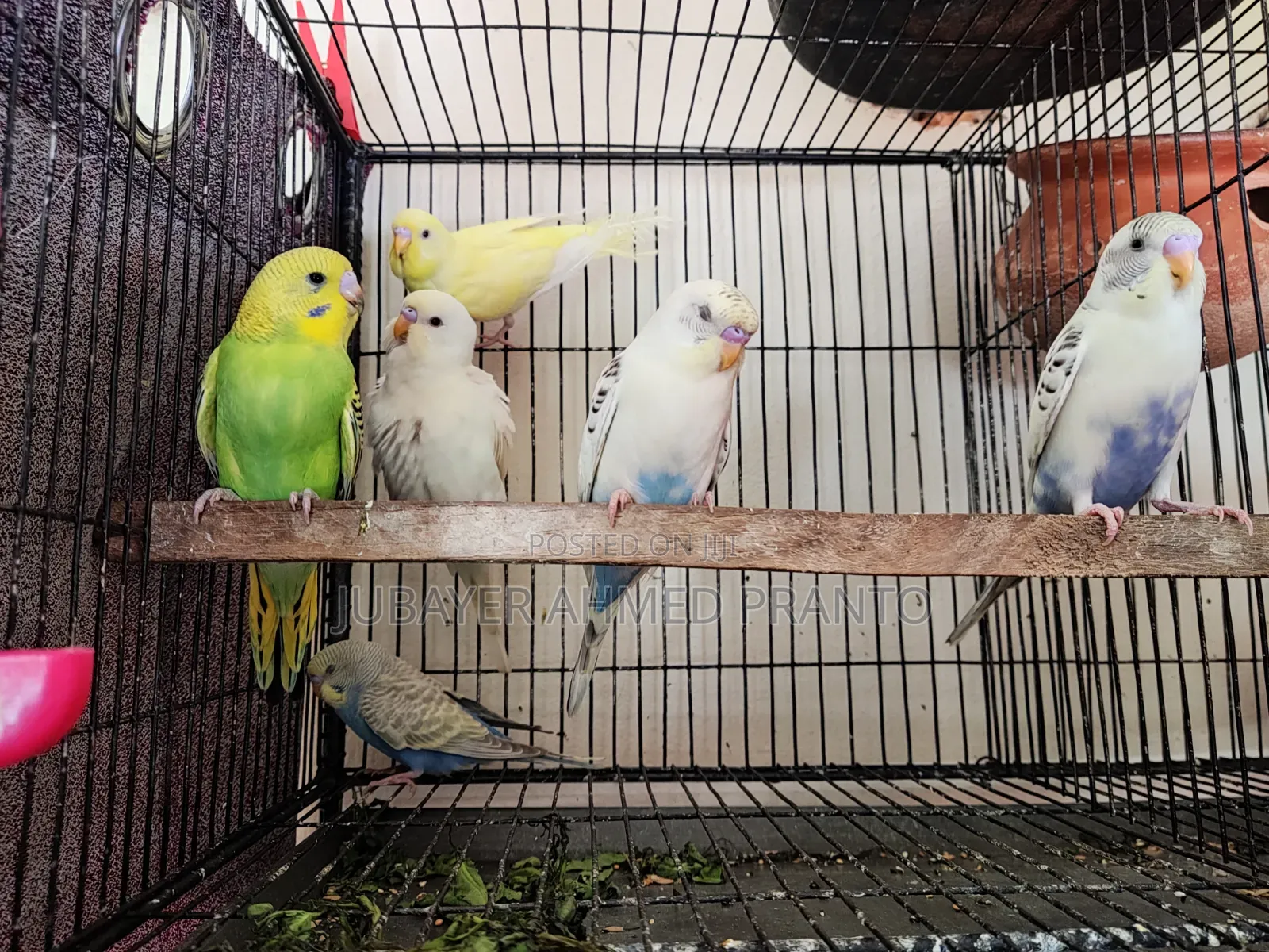 Budgerigar Bird