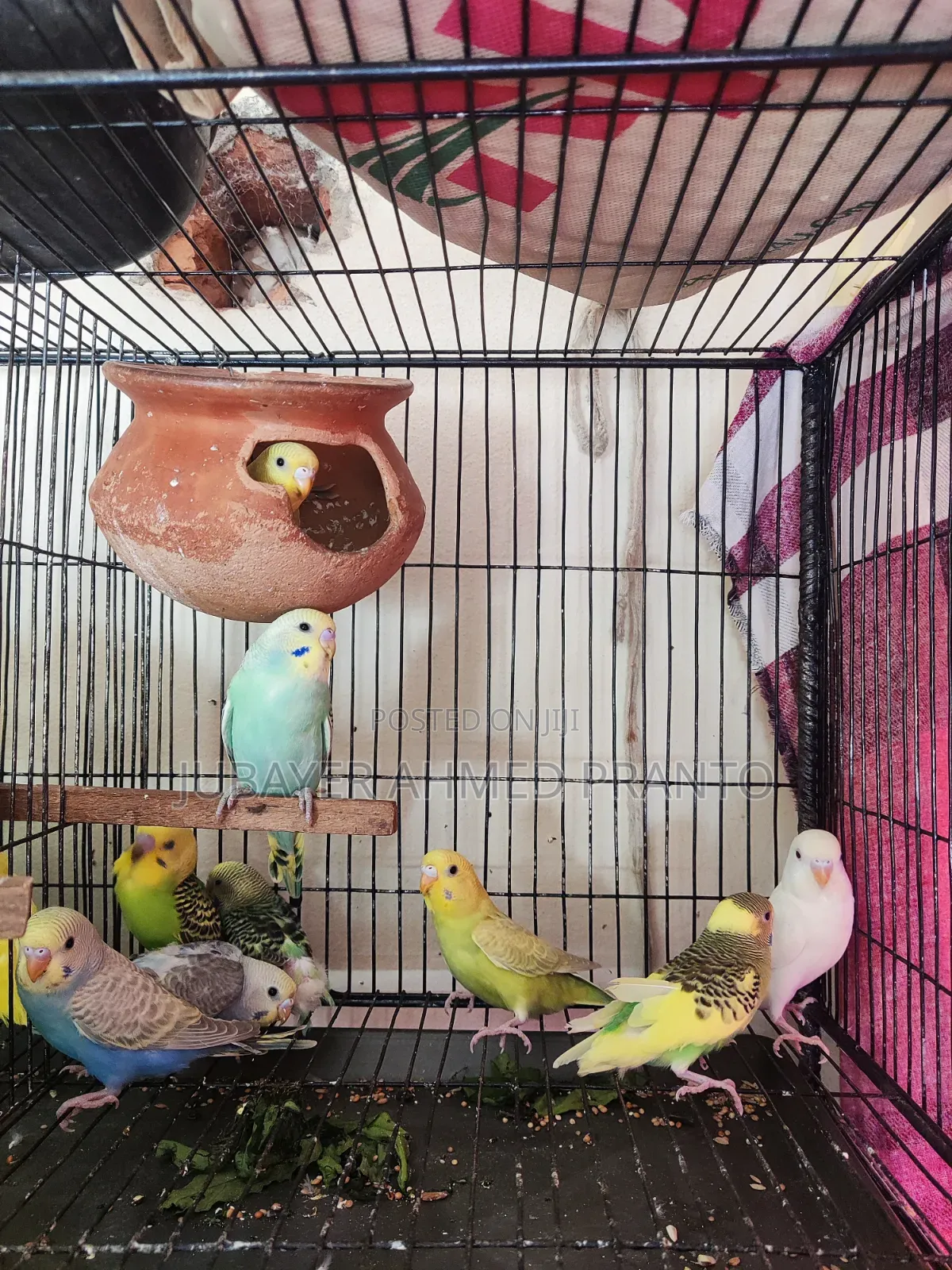 Budgerigar Bird