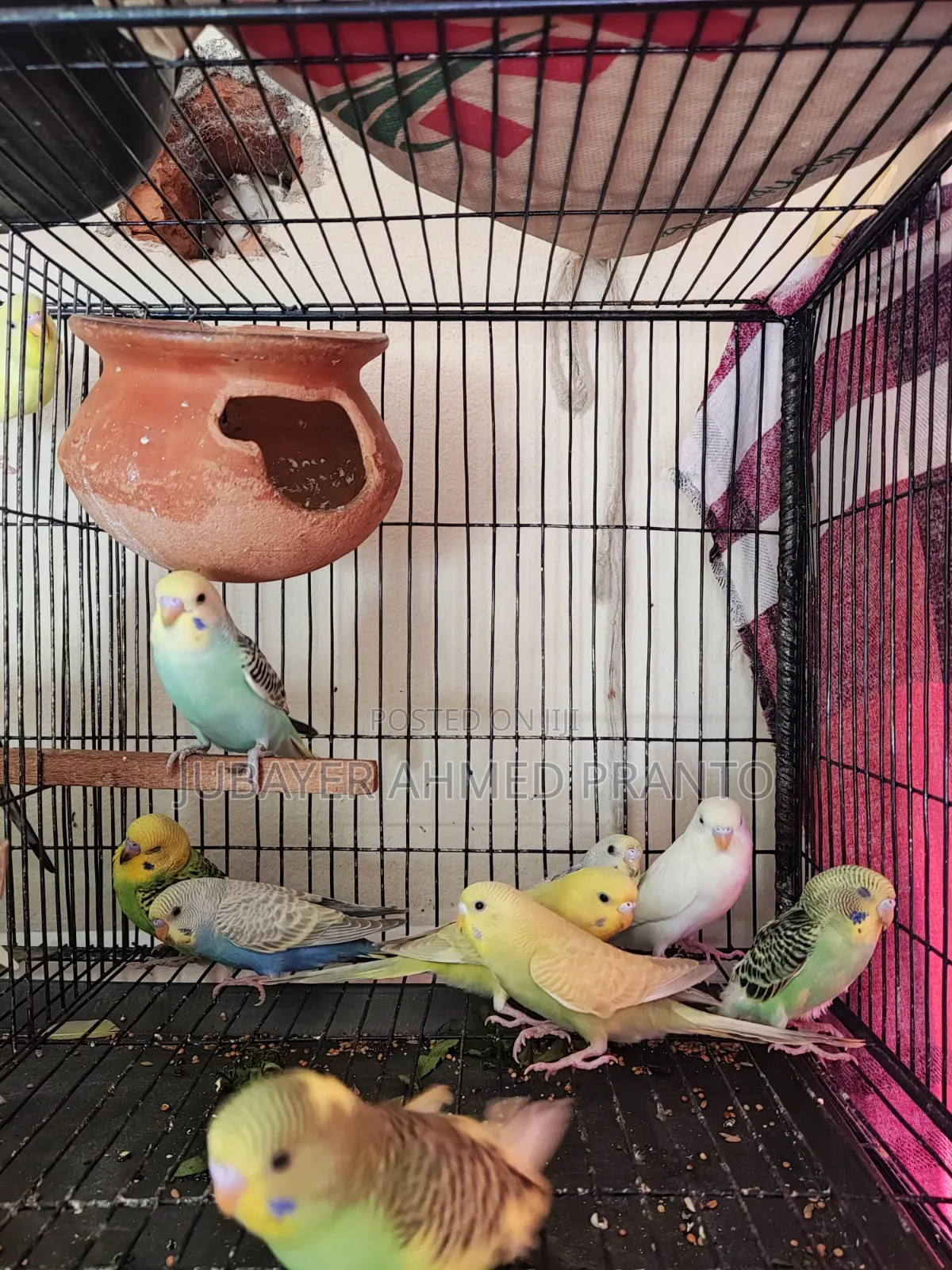 Budgerigar Bird