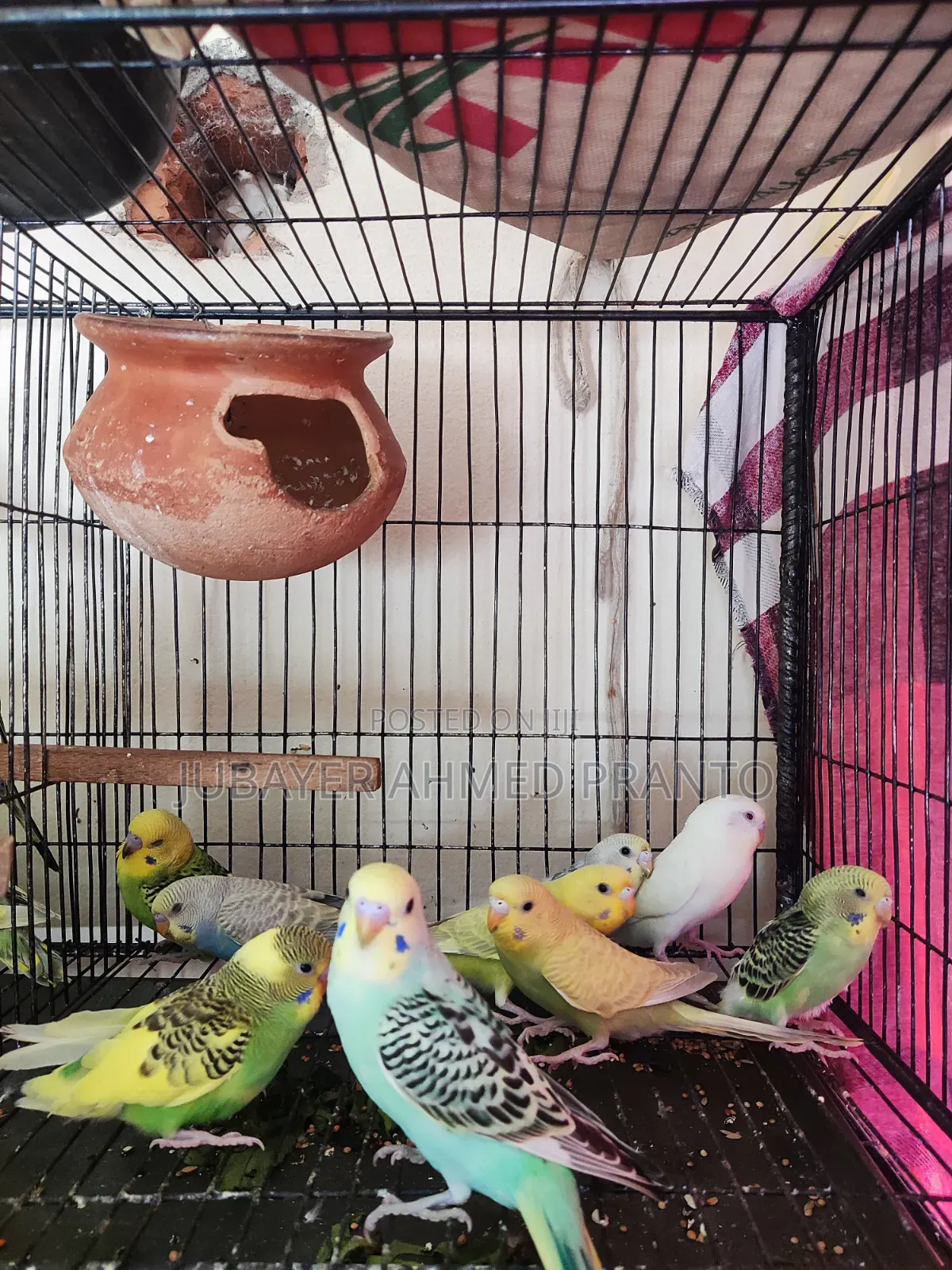 Budgerigar Bird