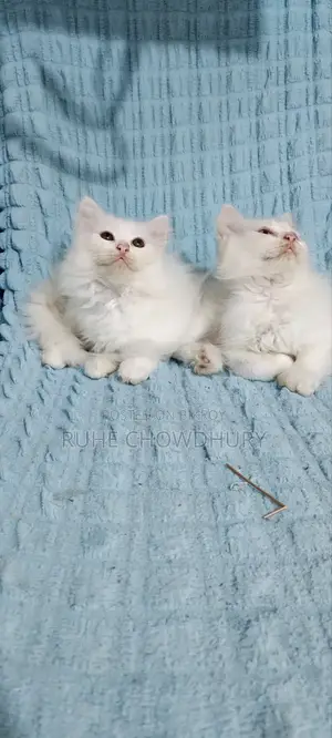 1-3 Months Female Purebred Persian