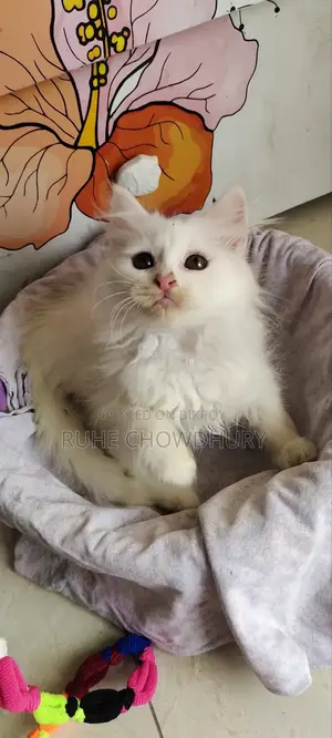 1-3 Months Female Purebred Persian
