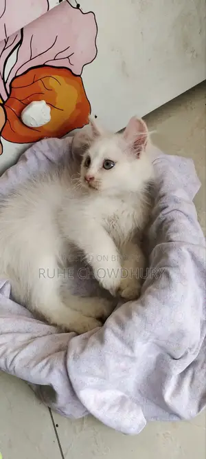 1-3 Months Female Purebred Persian