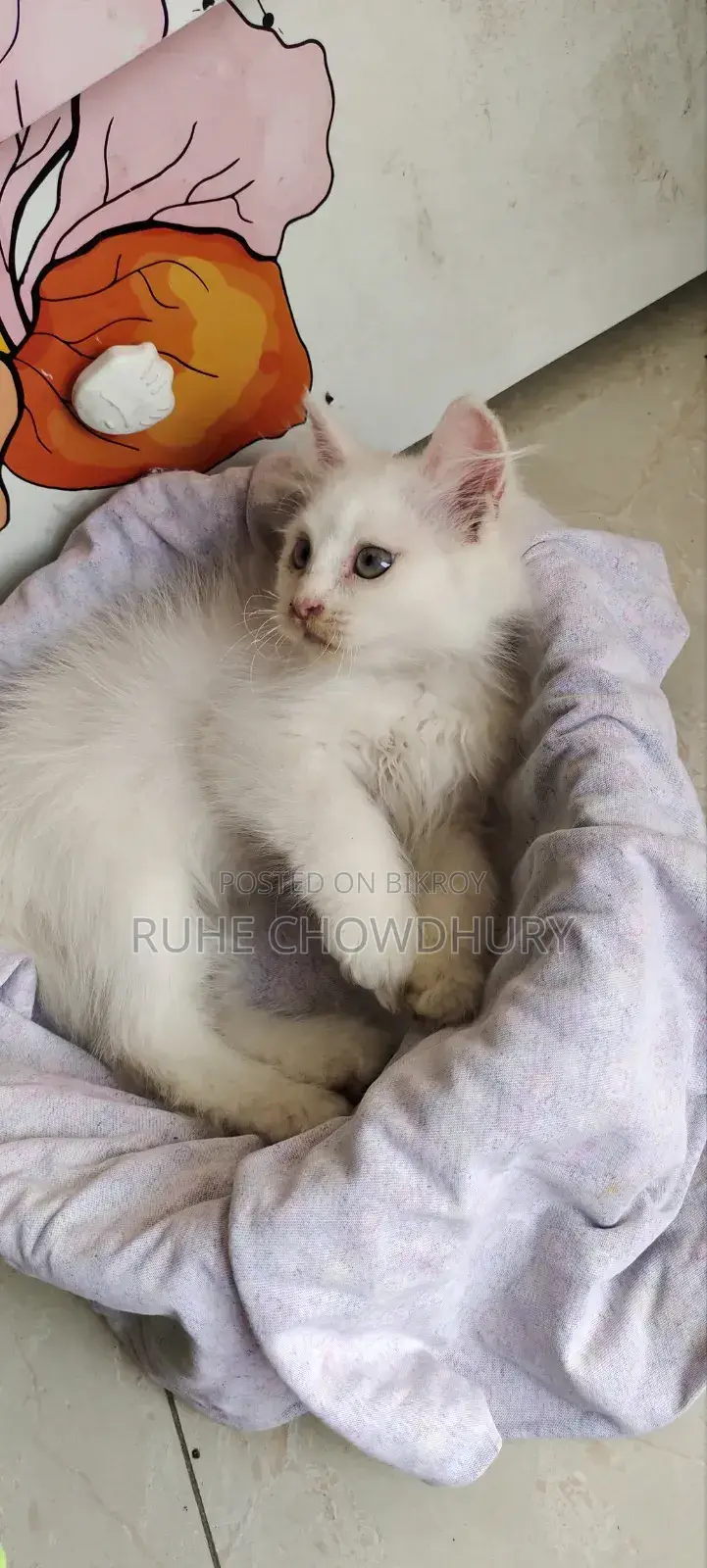 1-3 Months Female Purebred Persian