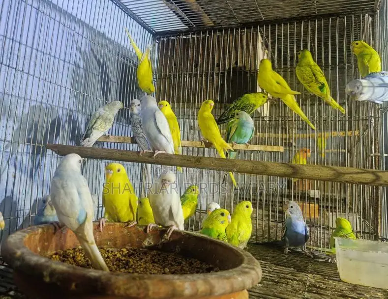 বাজরিগার পাখি