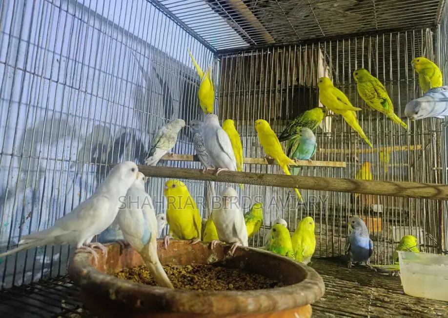 বাজরিগার পাখি