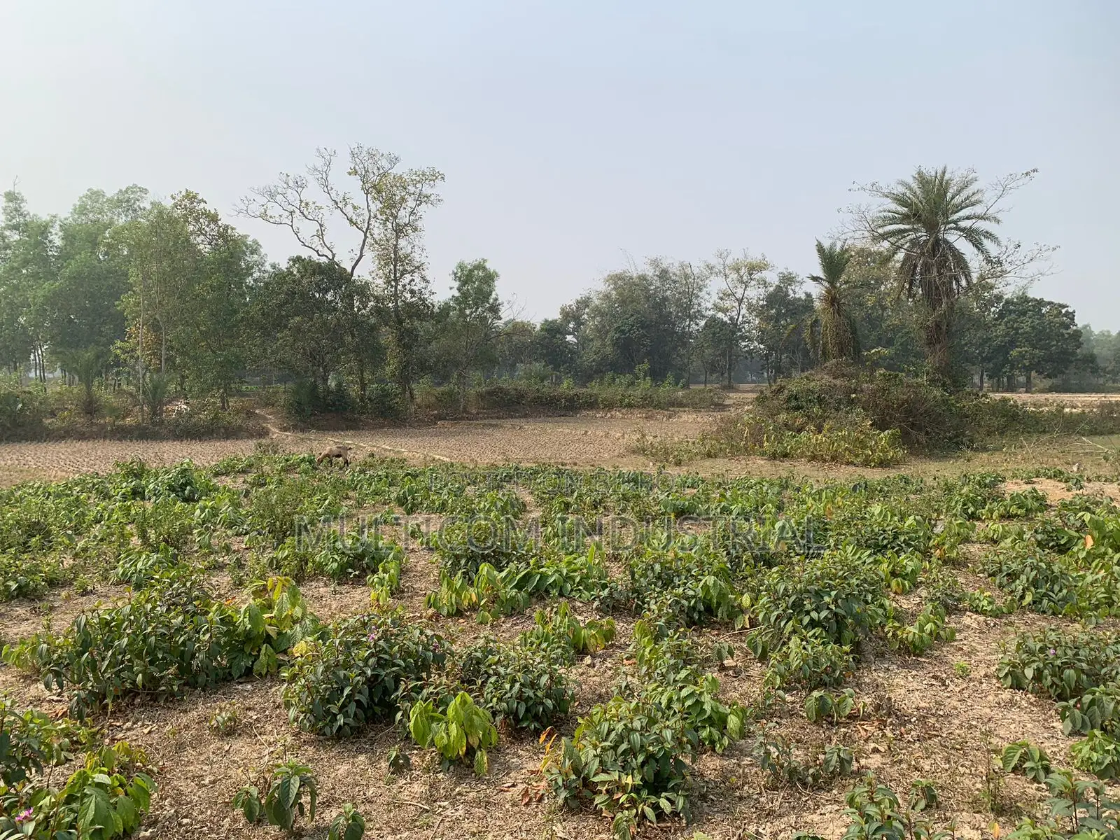 86,000 sqft land for rent, total – 210 decimals, 6 Bigah