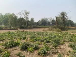 86,000 sqft land for rent, total – 210 decimals, 6 Bigah