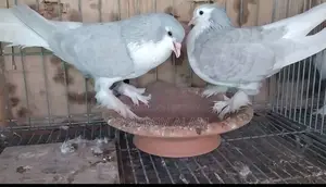 Pigeon