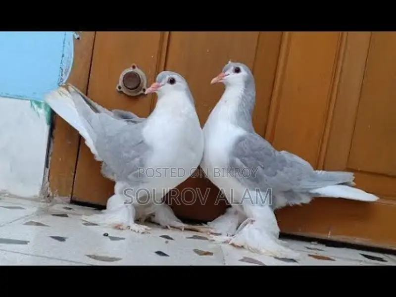 Pigeon