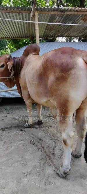 Bull Sale