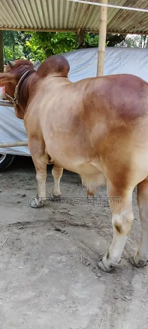 Bull Sale