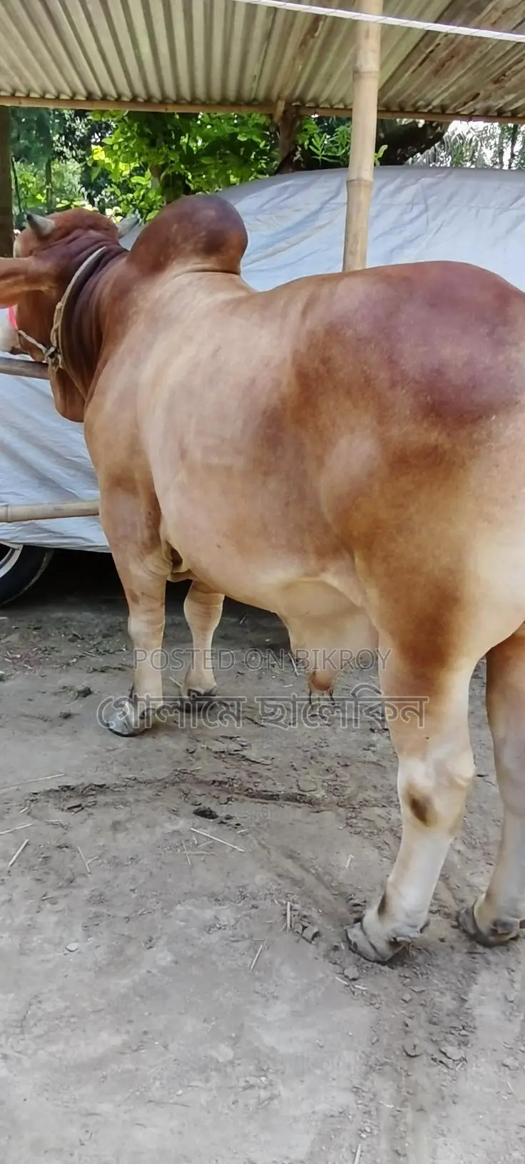 Bull Sale