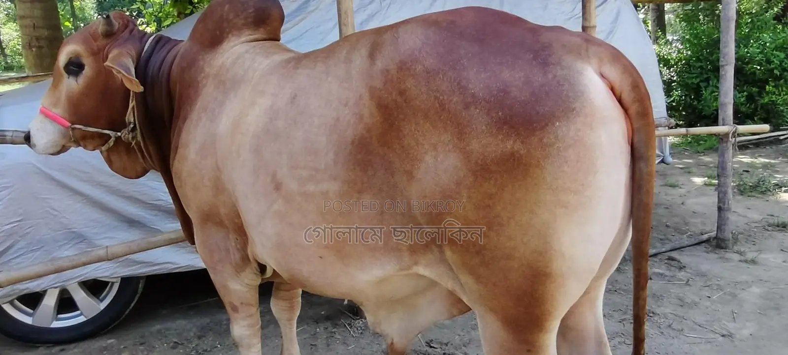 Bull Sale