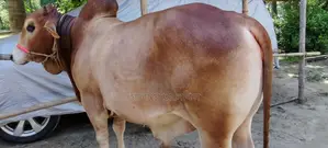 Bull Sale