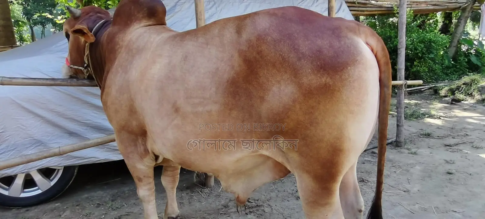 Bull Sale