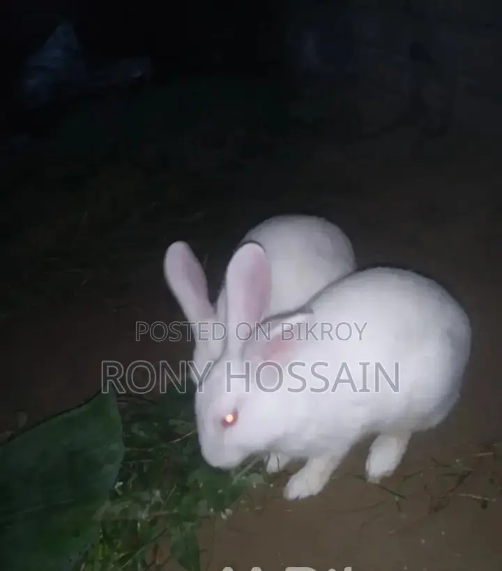 A pair of white male and female rabbits for sale