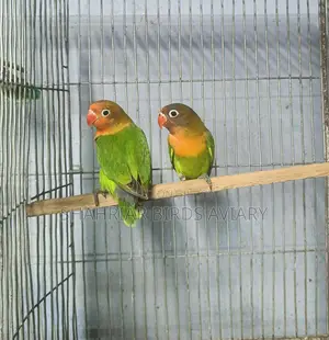গ্রিন ফিসার