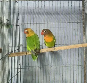 গ্রিন ফিসার