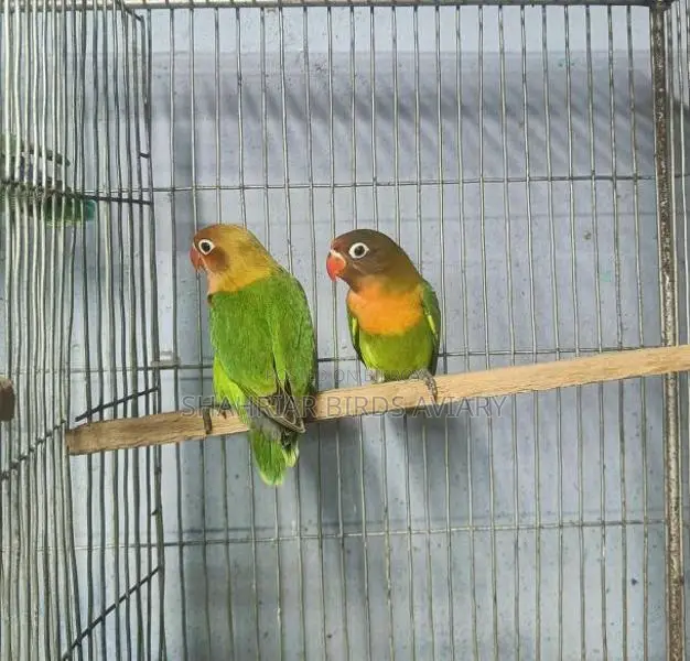গ্রিন ফিসার
