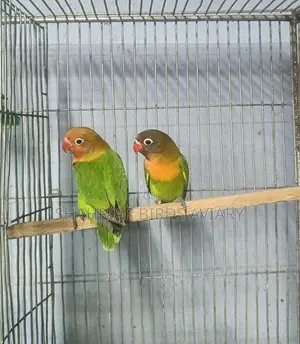 গ্রিন ফিসার